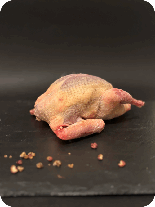 Pigeonneau
